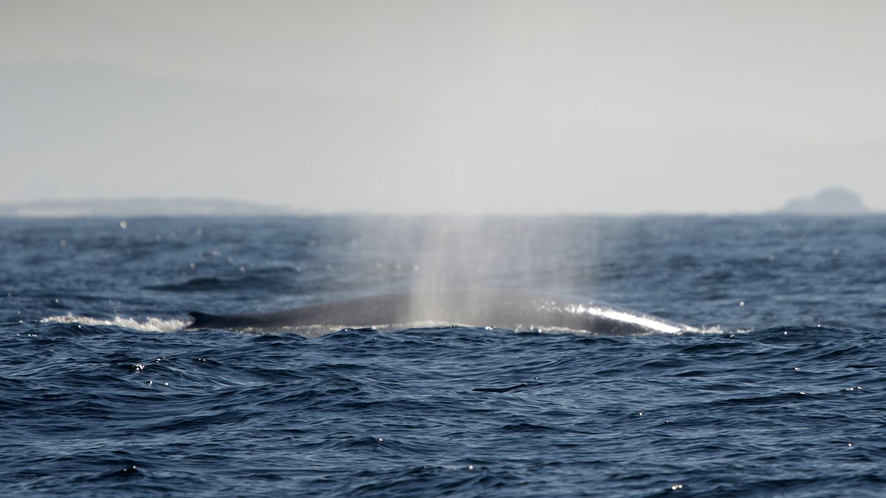 El gigante de los mares vuelve a pasearse por las rías gallegas
