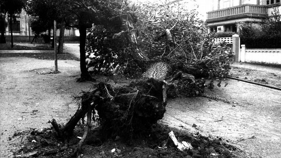 Coche aplastado por un árbol derribado en San Caetano, Santiago.