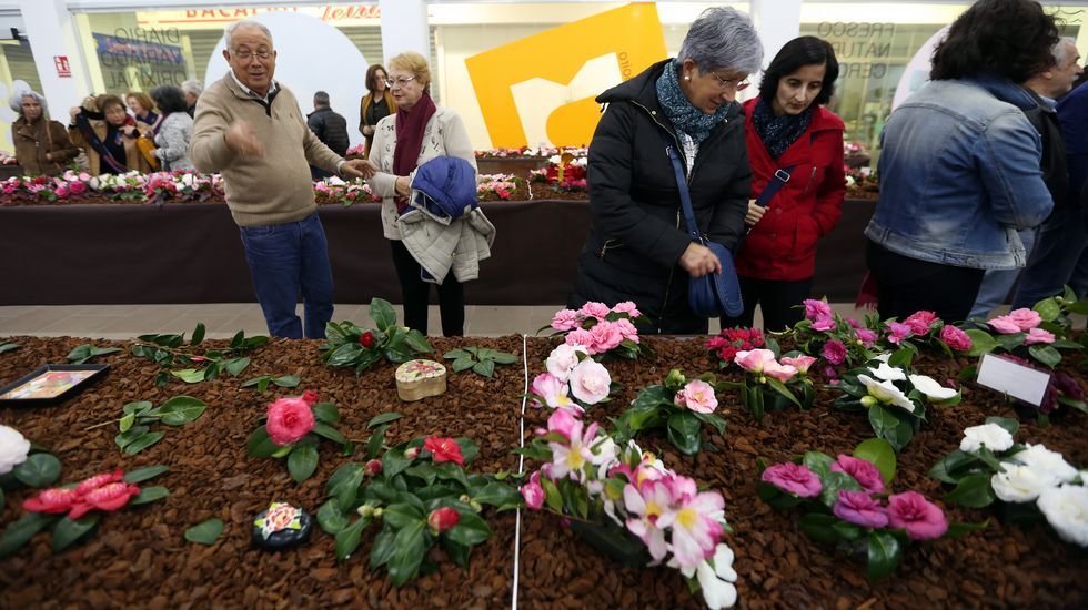 Exposición de la camelia en Boiro