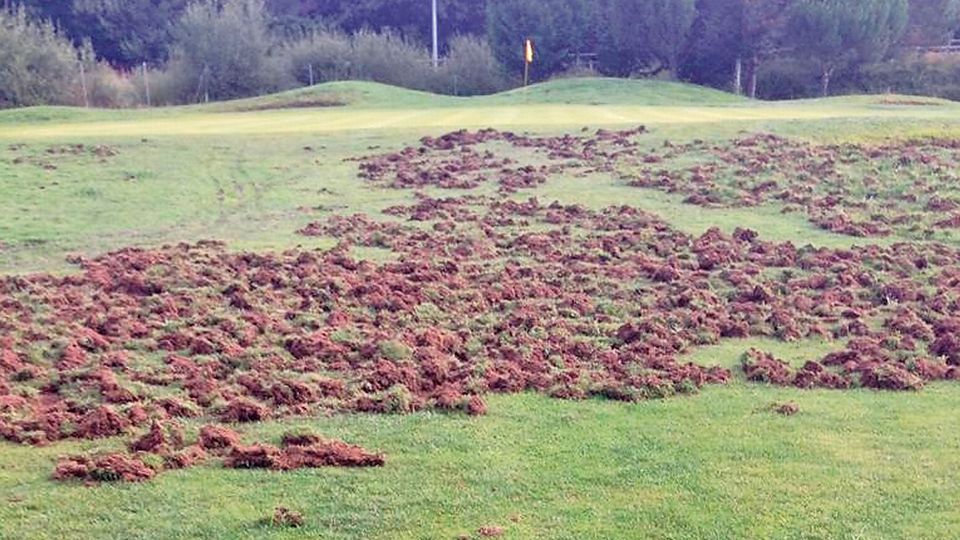 El jabalí se ceba con el campo de golf de Miño