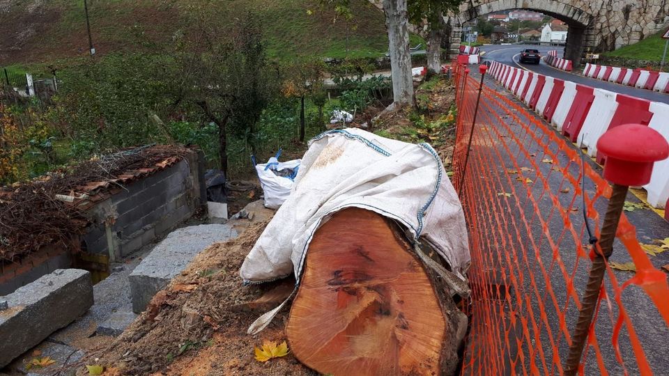 Amigos da Terra denuncia la tala de un árbol centenario durante las obras de la 0U- 105 en Seixalbo
