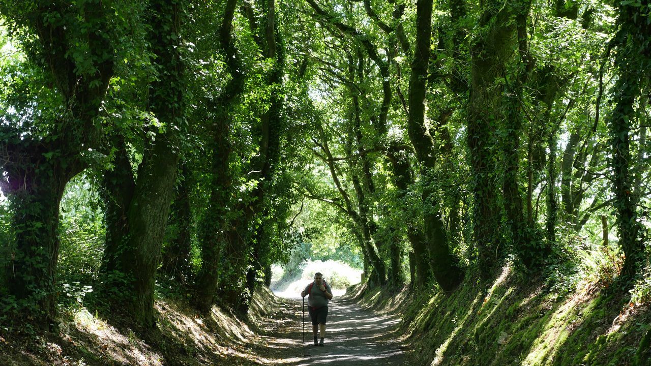 .Un auténtico túnel vegetal nos recibe a nuestra llegada a Palas