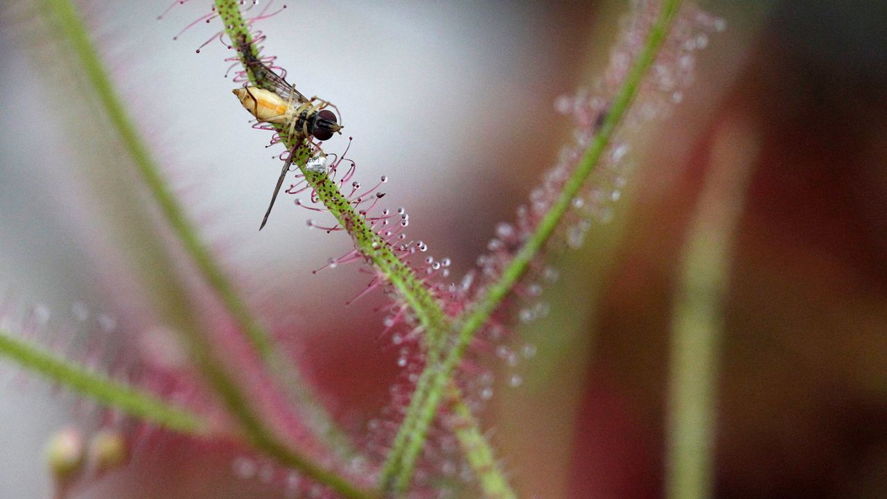 Cient�ficos espa�oles eliminan el VIH con trasplante de c�lulas madre.P��bo, convencido de que nunca se recrear�n especies de hace millones de a�os