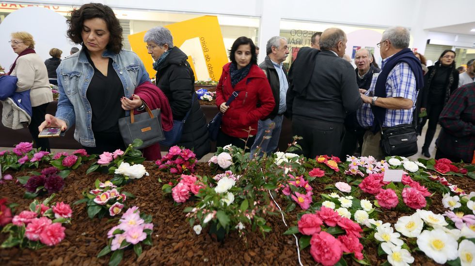 Exposición de la camelia en Boiro