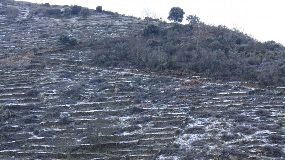 Carámbanos.Helada en viñedos en Manzaneda