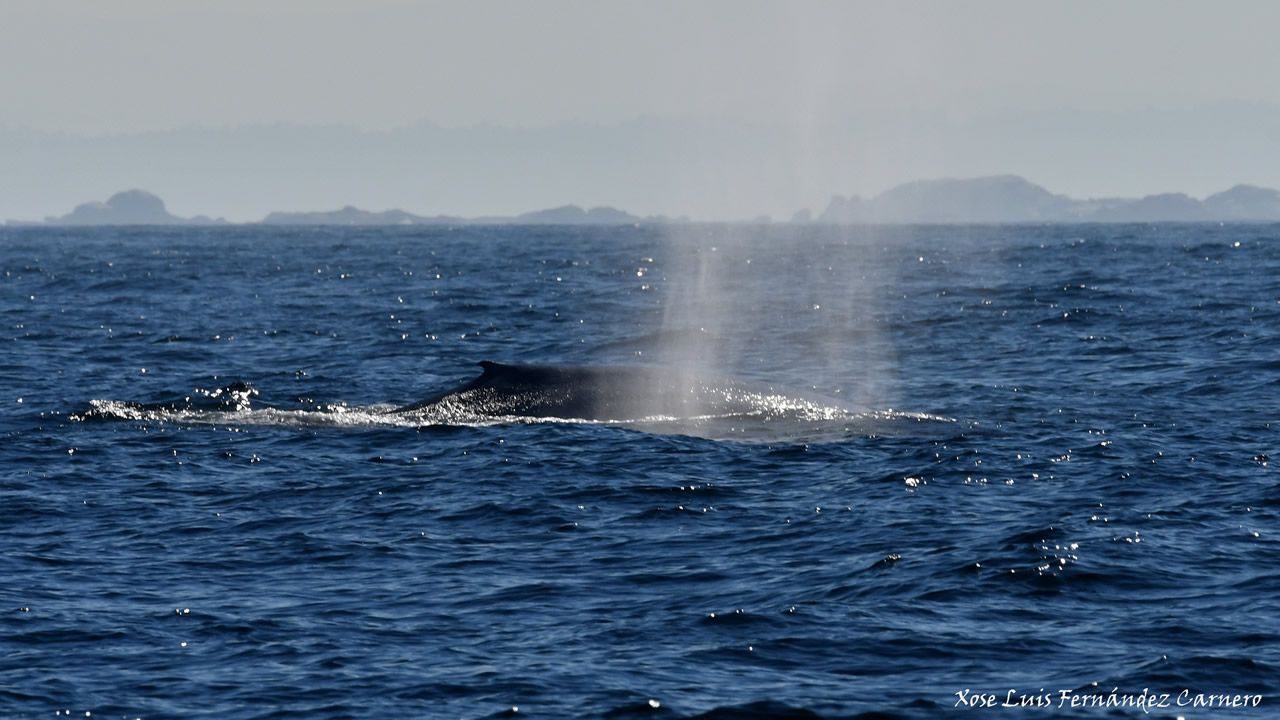 Es la primera vez en décadas que se ven dos ballenas azules juntas en aguas de Galicia