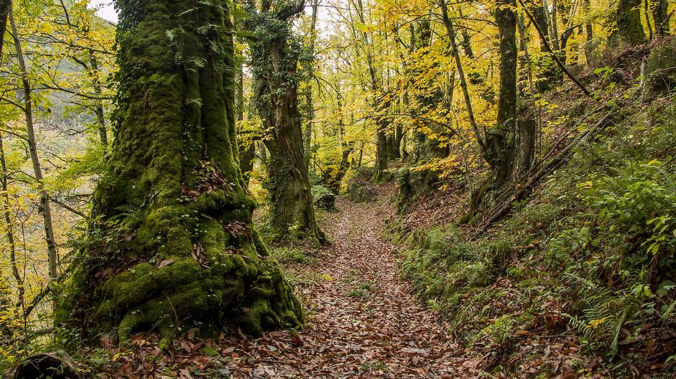 El camino atraviesa uno de los bosques de castaños más extensos de la sierra de O Courel
