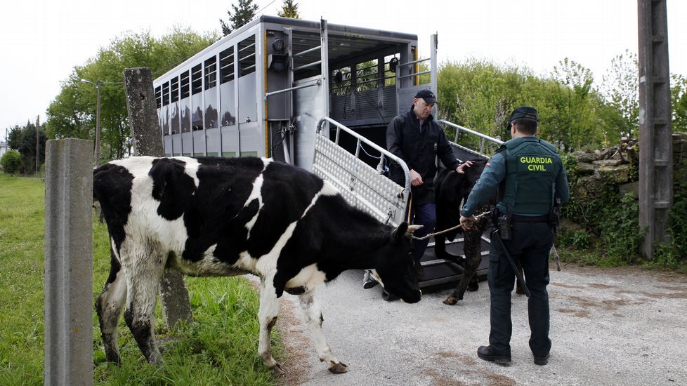 La Guardia Civil recogió las vacas de la explotación de Boiro.