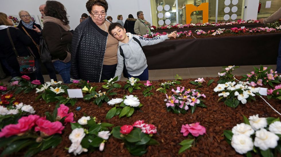Exposición de la camelia en Boiro