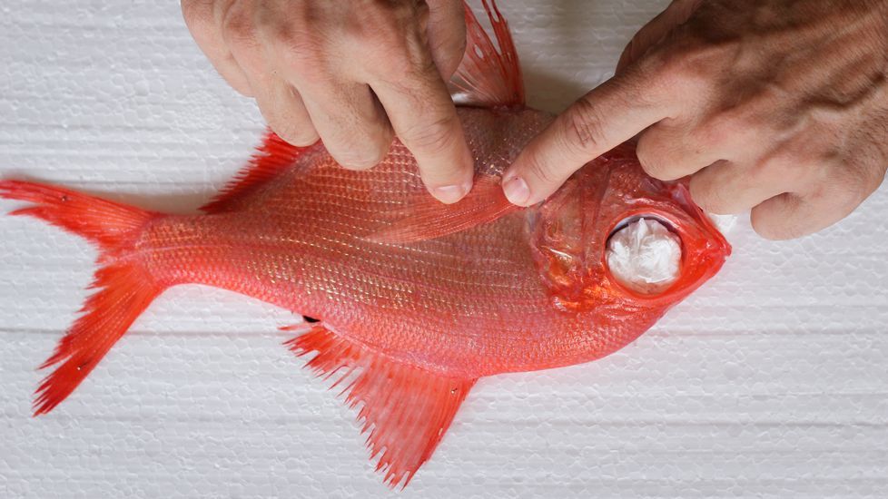 peixes de tinta.Los huecos de esta castañeta deben ser cubiertos con papel para evitar exceso de tinta