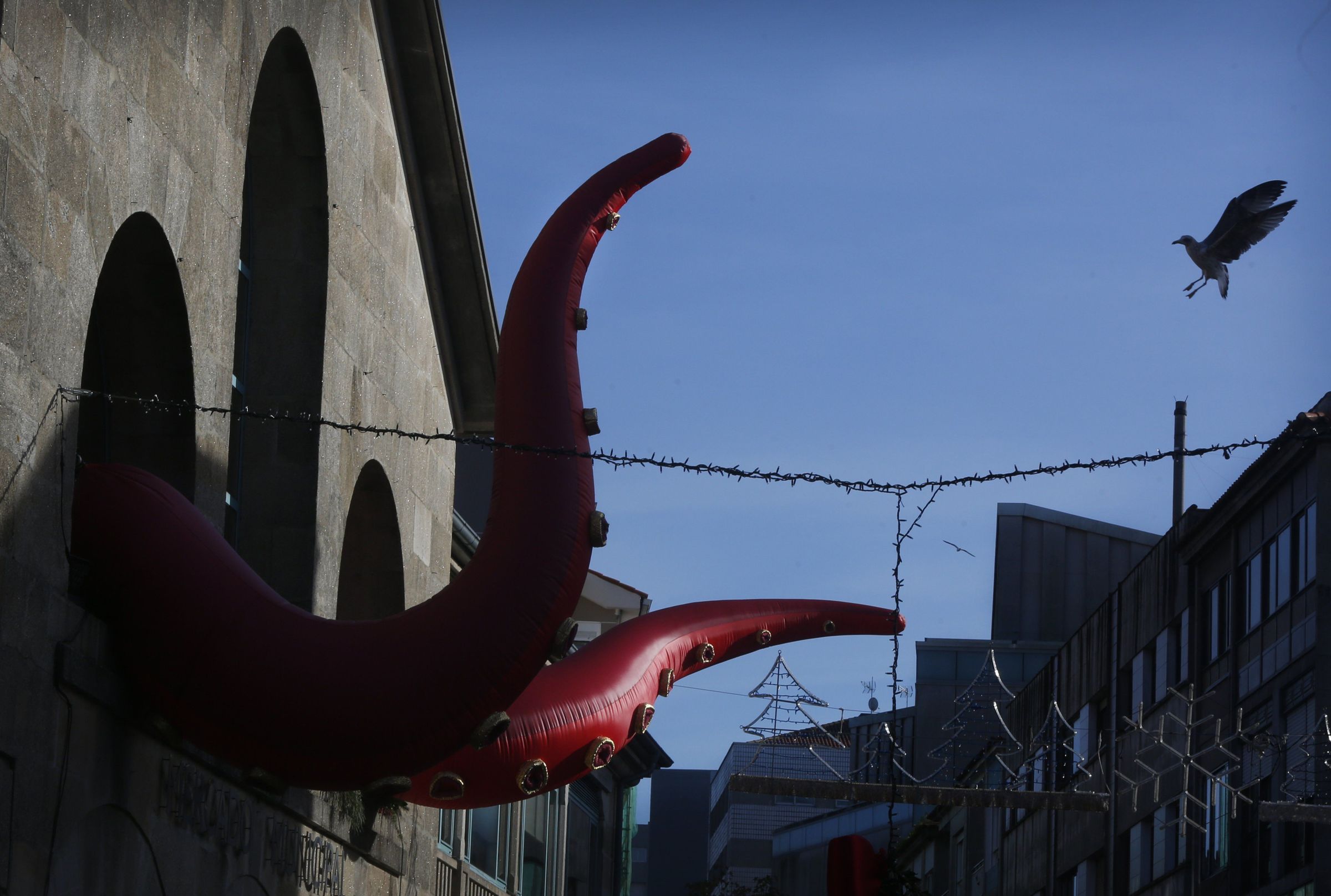 Pulpo e gaivota na Praza de Abastos de Pontevedra. 16/12/2021