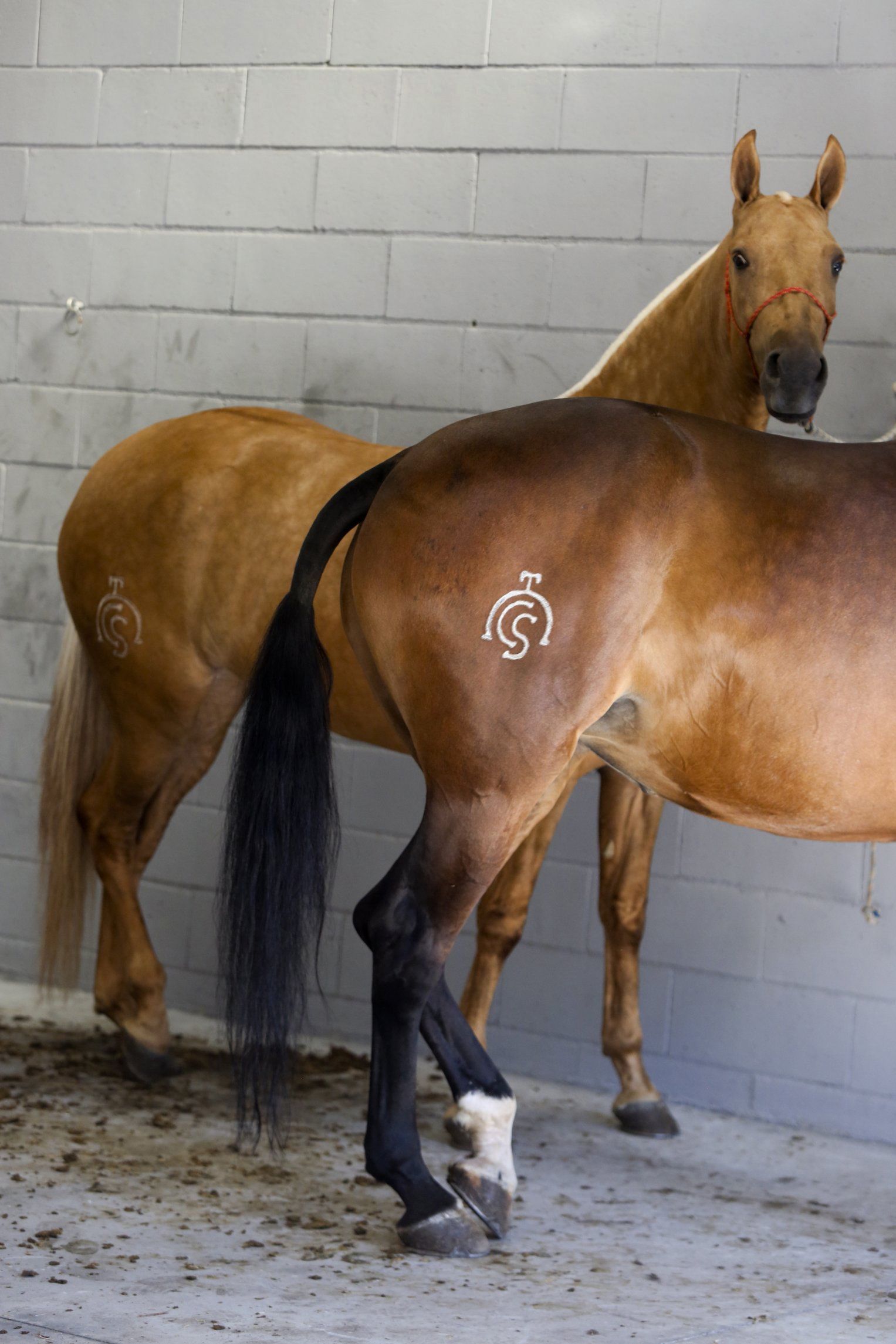 Feira do cabalo en Meis. 15/08/2024
