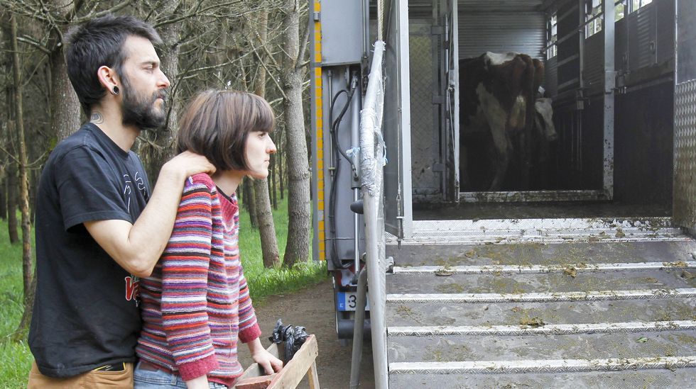 Llegada de las vacas al santuario animal de Santiago.