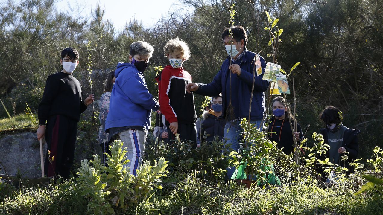 La comunidad de montes de Baroña continua con su bosque comestible