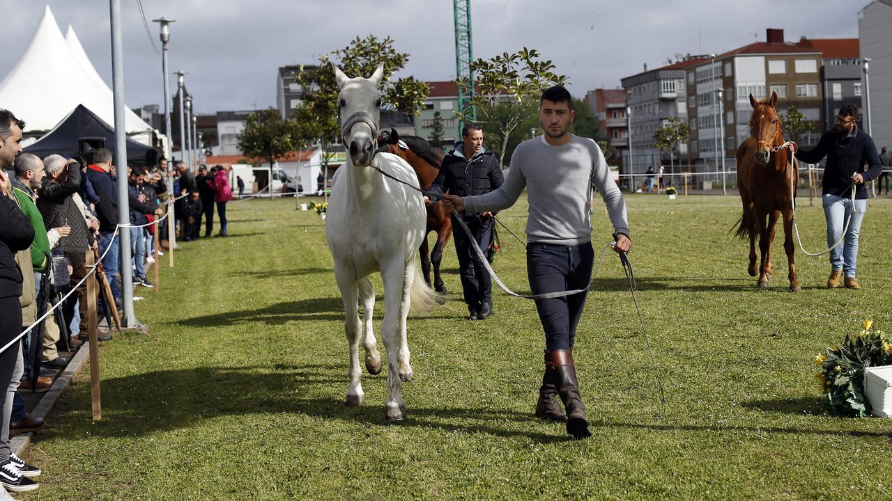 Feria caballar en las Fiestas de San Marcos 2019