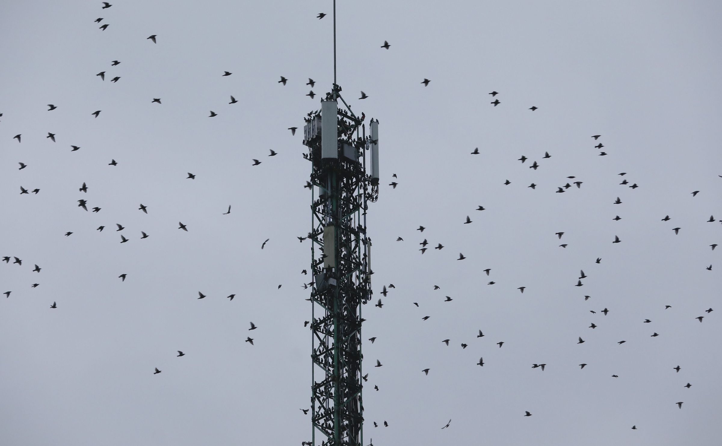 Antena de telefona mbil con bandada de estornios en Sigeiro. 30/11/2021