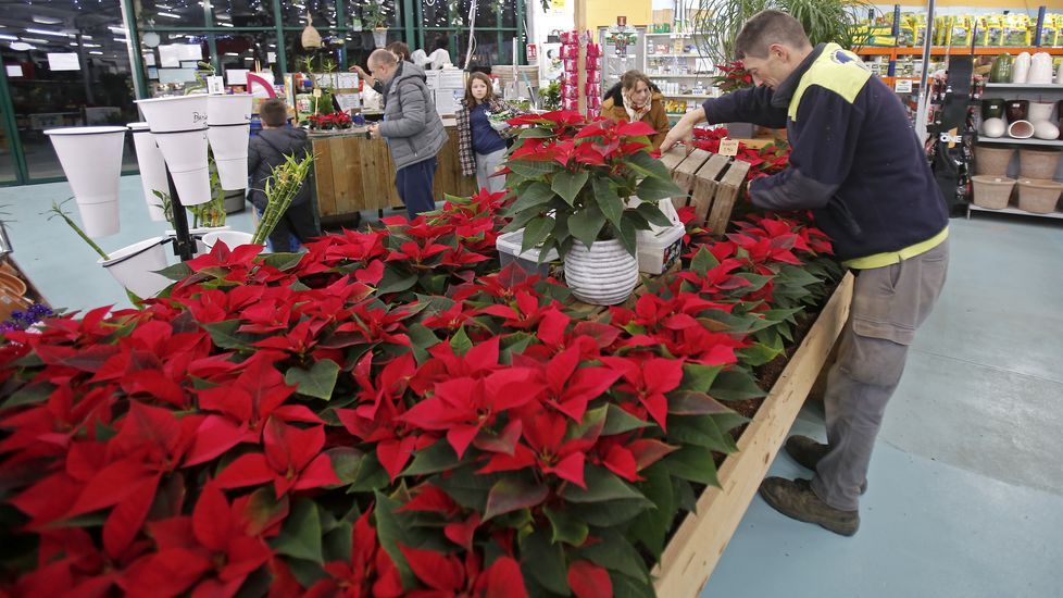 Navidad en Viveiros O Piñeiro