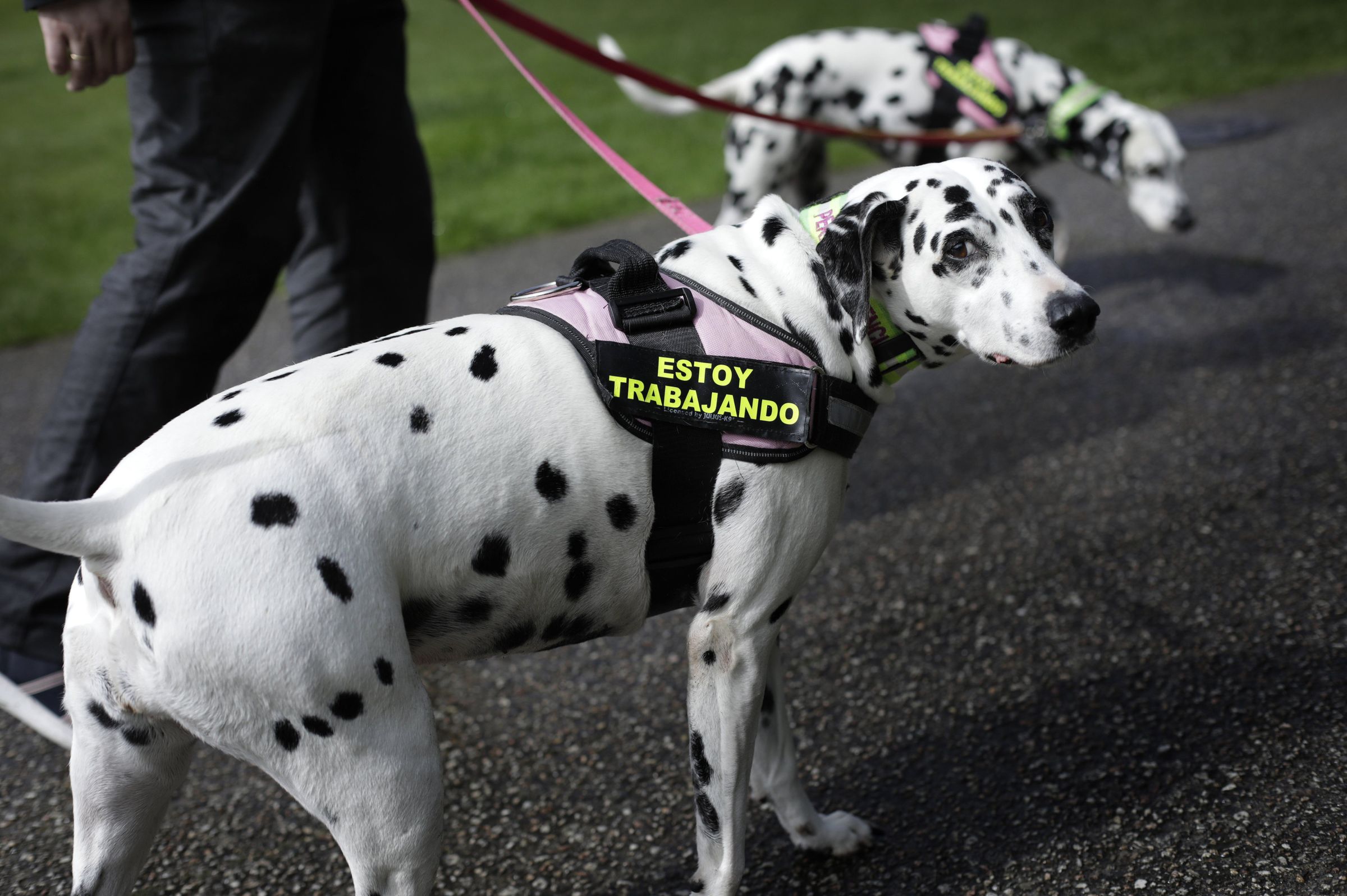 De garda as 24 horas. Yani e Djebel detectan antes que ningu�n cando o seu propietario, Oscar Prieto, est� a punto de sofrer un ataque epil�ctico ou unha baixada de glucosa. 18/05/2021