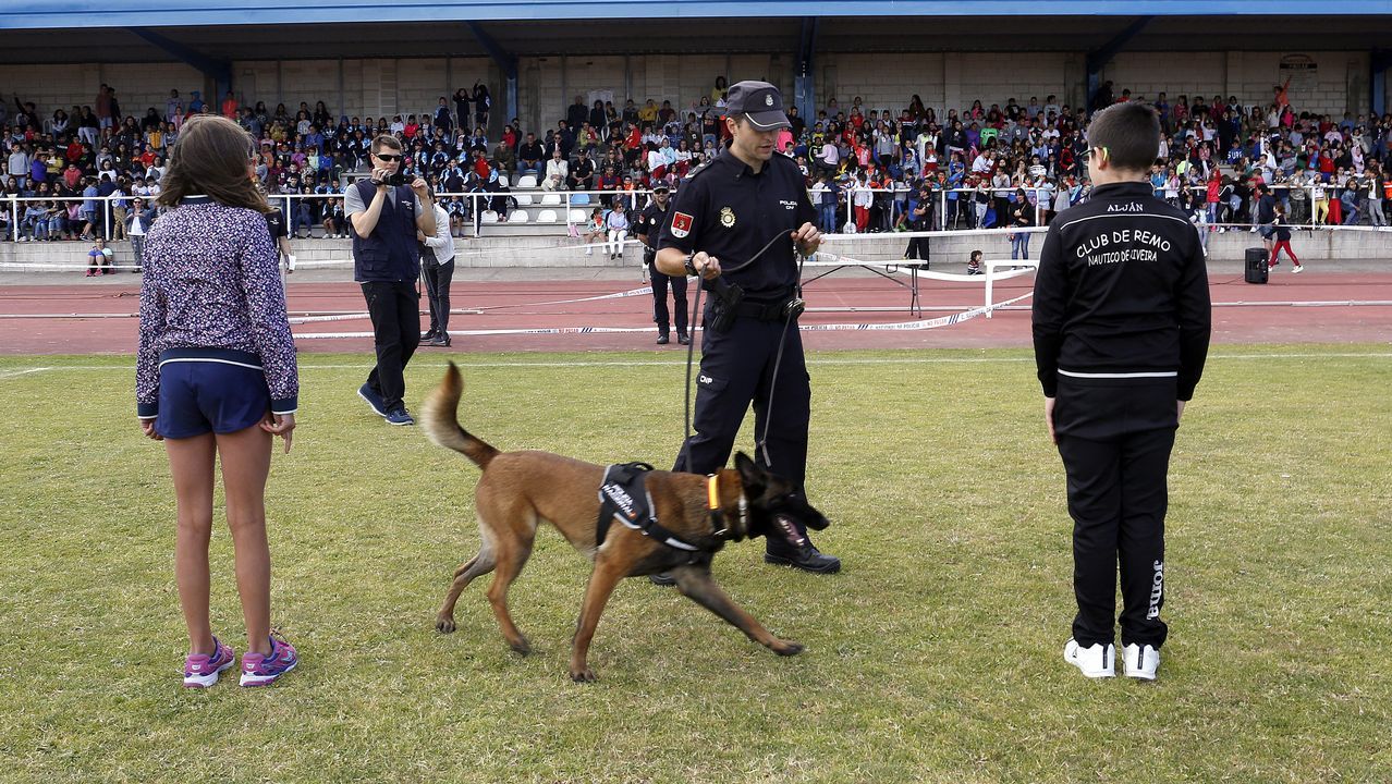 Exhibicion de la Policía Nacional para los escolares de Ribeira con helicoptero, caballería, perros de rastreo