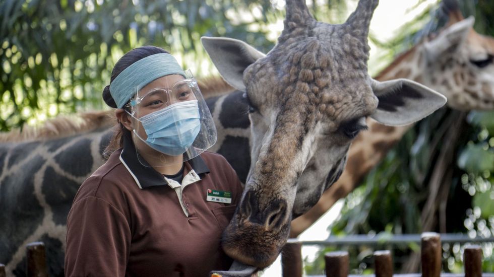 Un trabajador del zoo de Singapur; que reabría hoy con todos los protocolos de protección contra el covid