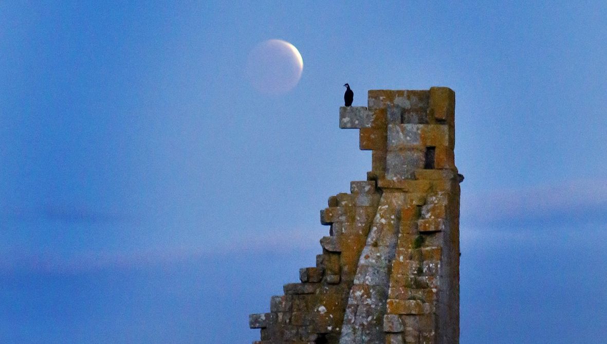 Un cormor�n pousase na torre de San Sadurni�o durante o eclipse de l�a. 14/03/2025