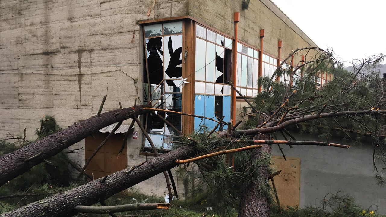 ASÍ HA CASTIGADO EL TEMPORAL A OURENSE.Árbol caído sobre la Universidad Laboral