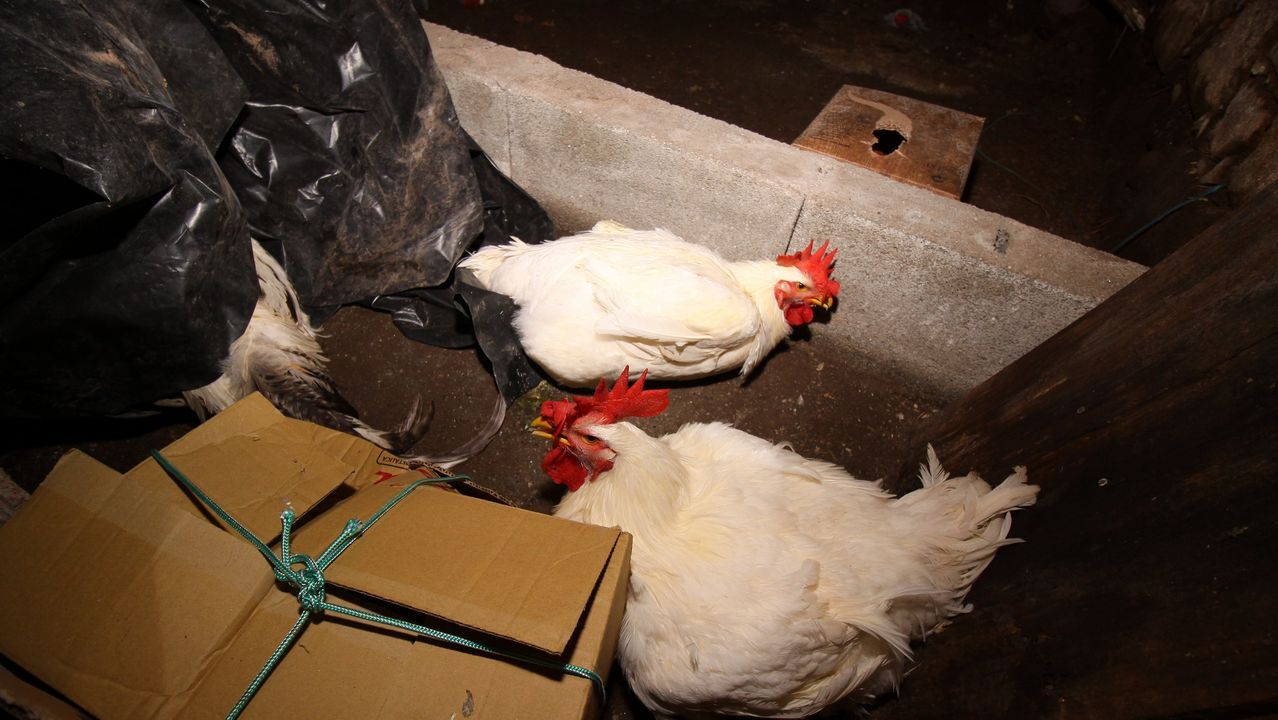 MISA EN SAN BENITO DE SERANS CON LA SUBASTA DE GALLOS