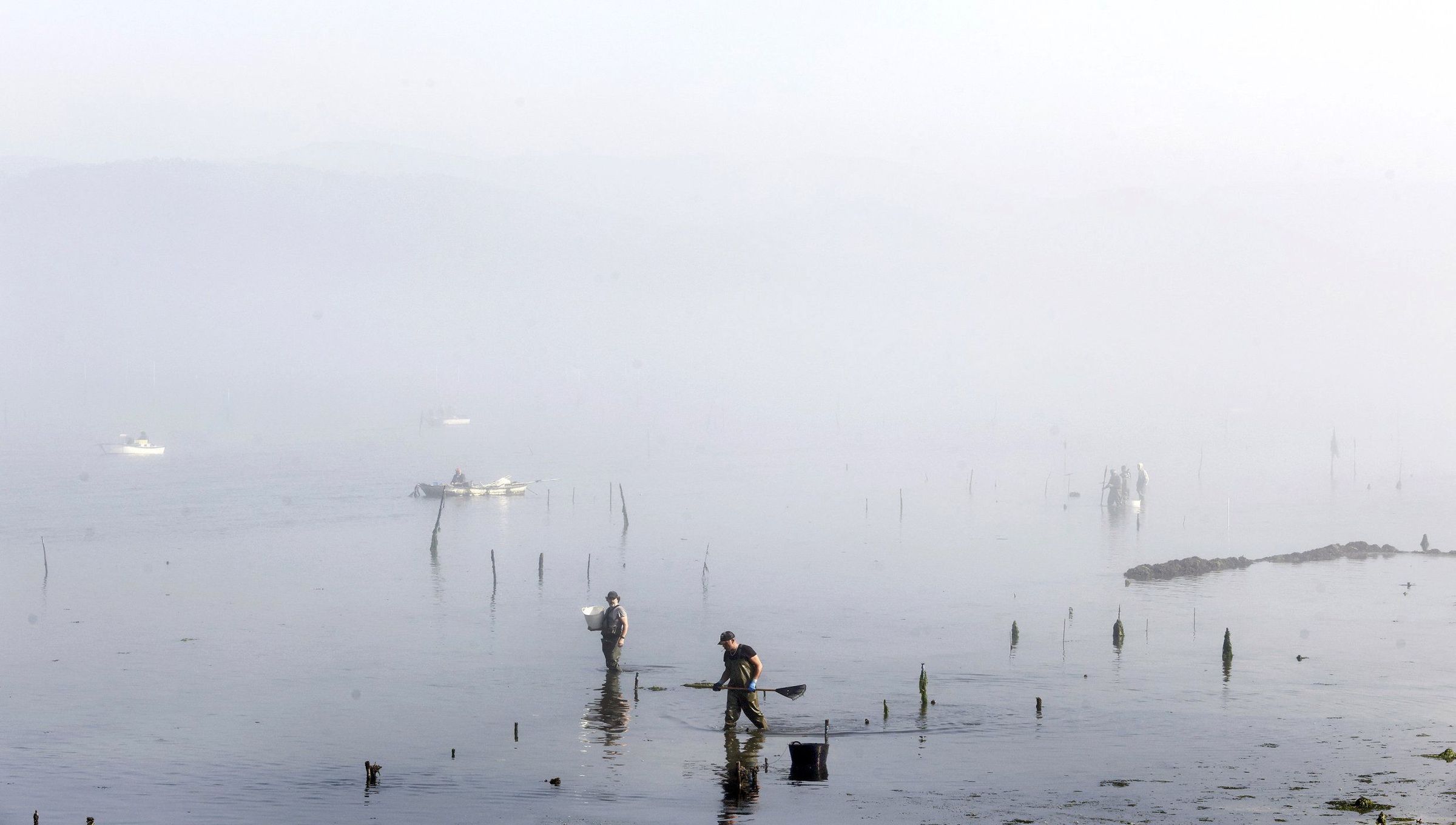 Parquistas de Carril recollendo ameixa. 07/08/2025