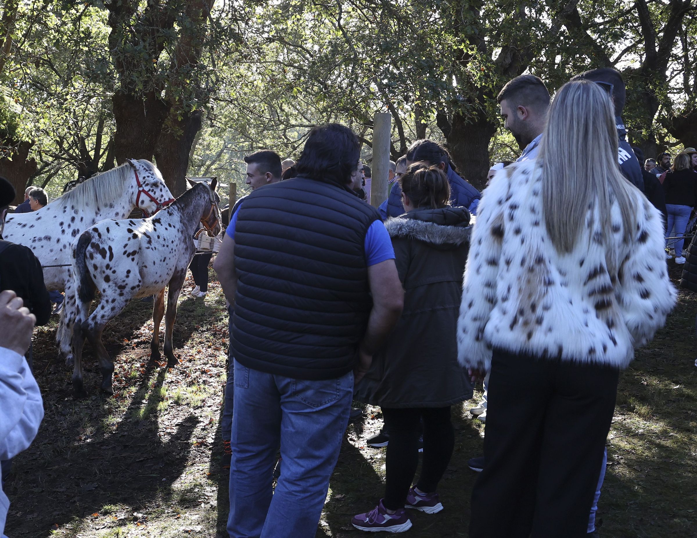 Feira cabalar do San Martio na carballeira de Francos en Teo. 11/11/2024