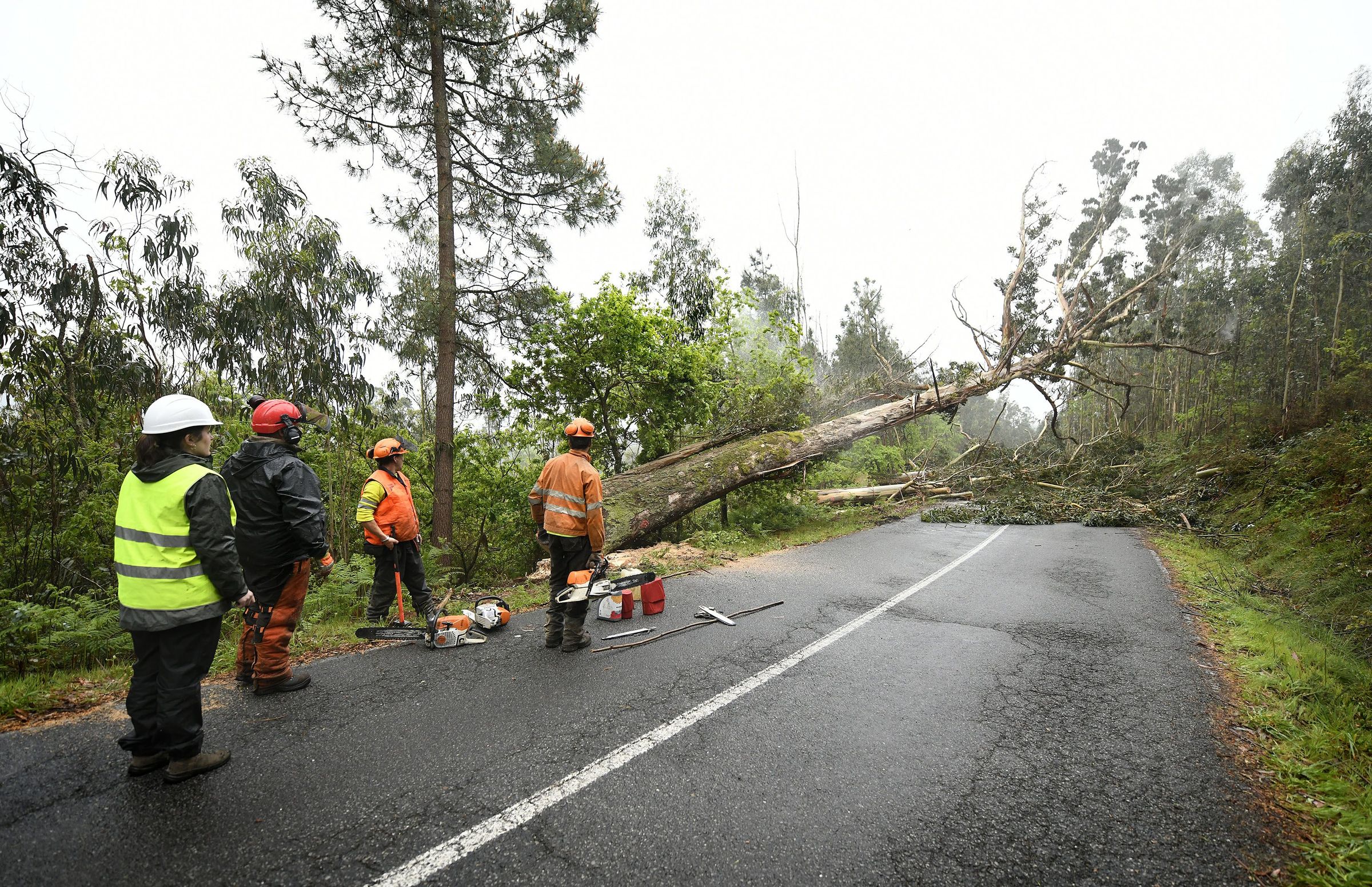 Momento de la tala de eucaliptos gigantes en la carretera A Estrada-Pontecesures (PO-214). La continua caida de ramas y hojas convertan la carretera en una pista de patinaje. Alguno de los ejemplares superaba los 50 metros de altura.