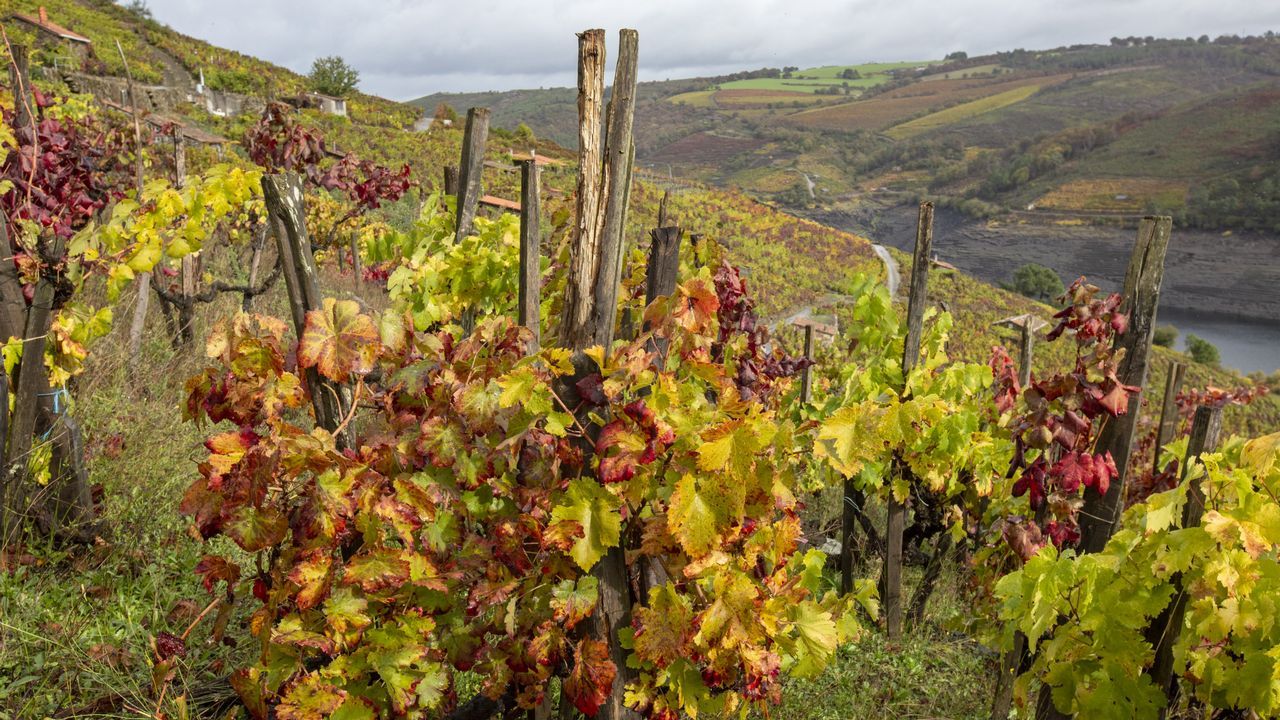 Los viñedos de Sobrecedo, en Taboada