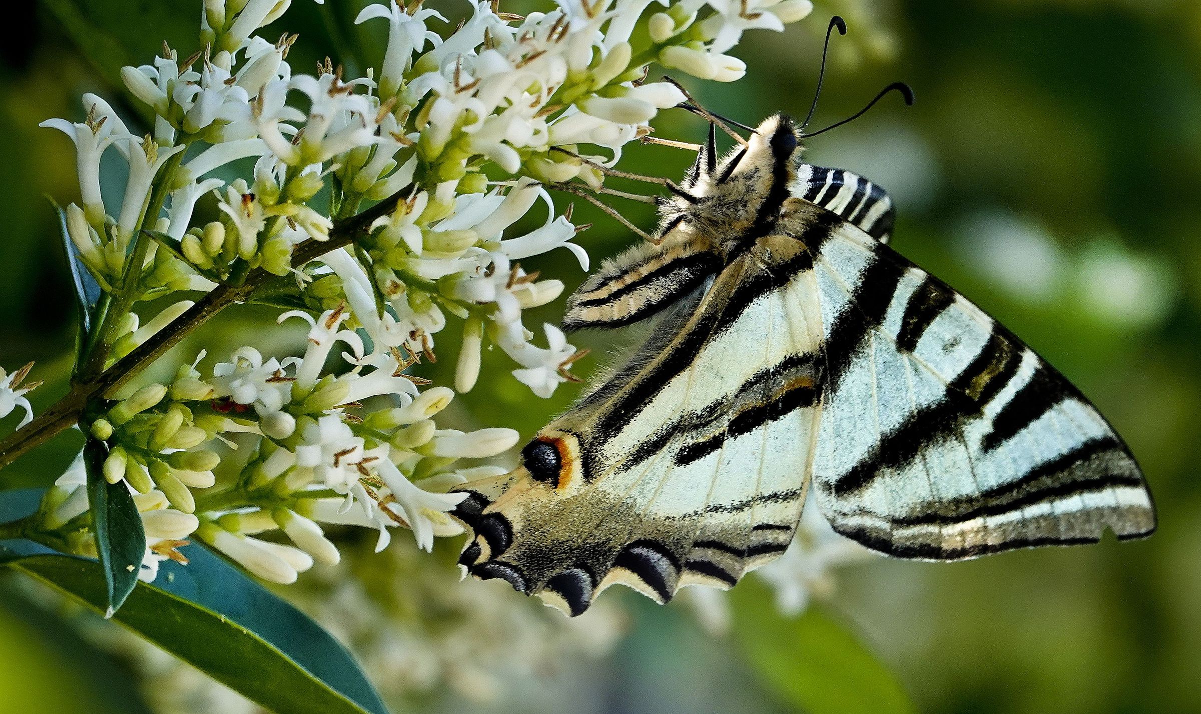 Precioso exemplar de bolboreta confirmando a primavera a veira do r�o Mi�o en Tui. 19/05/2021