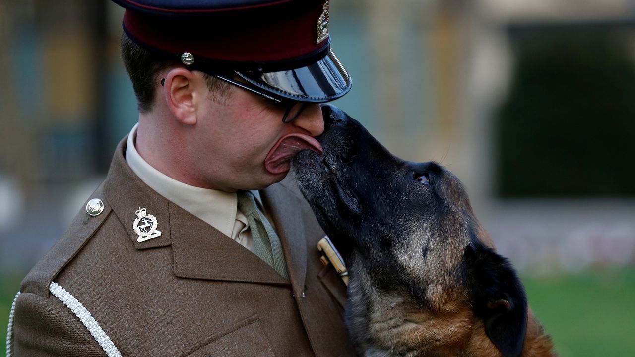 .El perro Mali, del servicio militar británico, posa con su entrenador despues de recibir una medalla por su acción heroica en Afganistán.