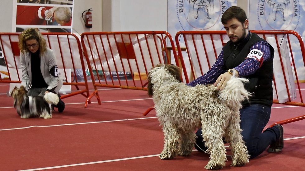 III Exposición Internacional Canina de Ponte Caldelas