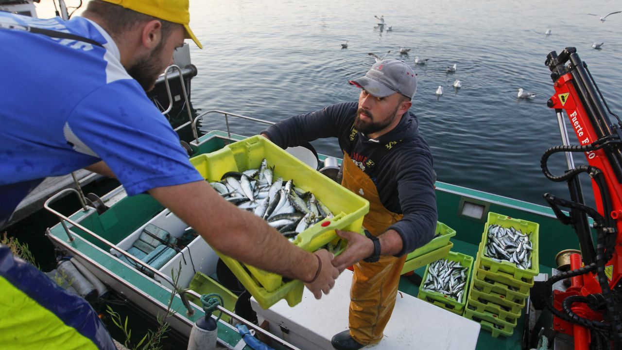 Pesca de sardina para San Juan.