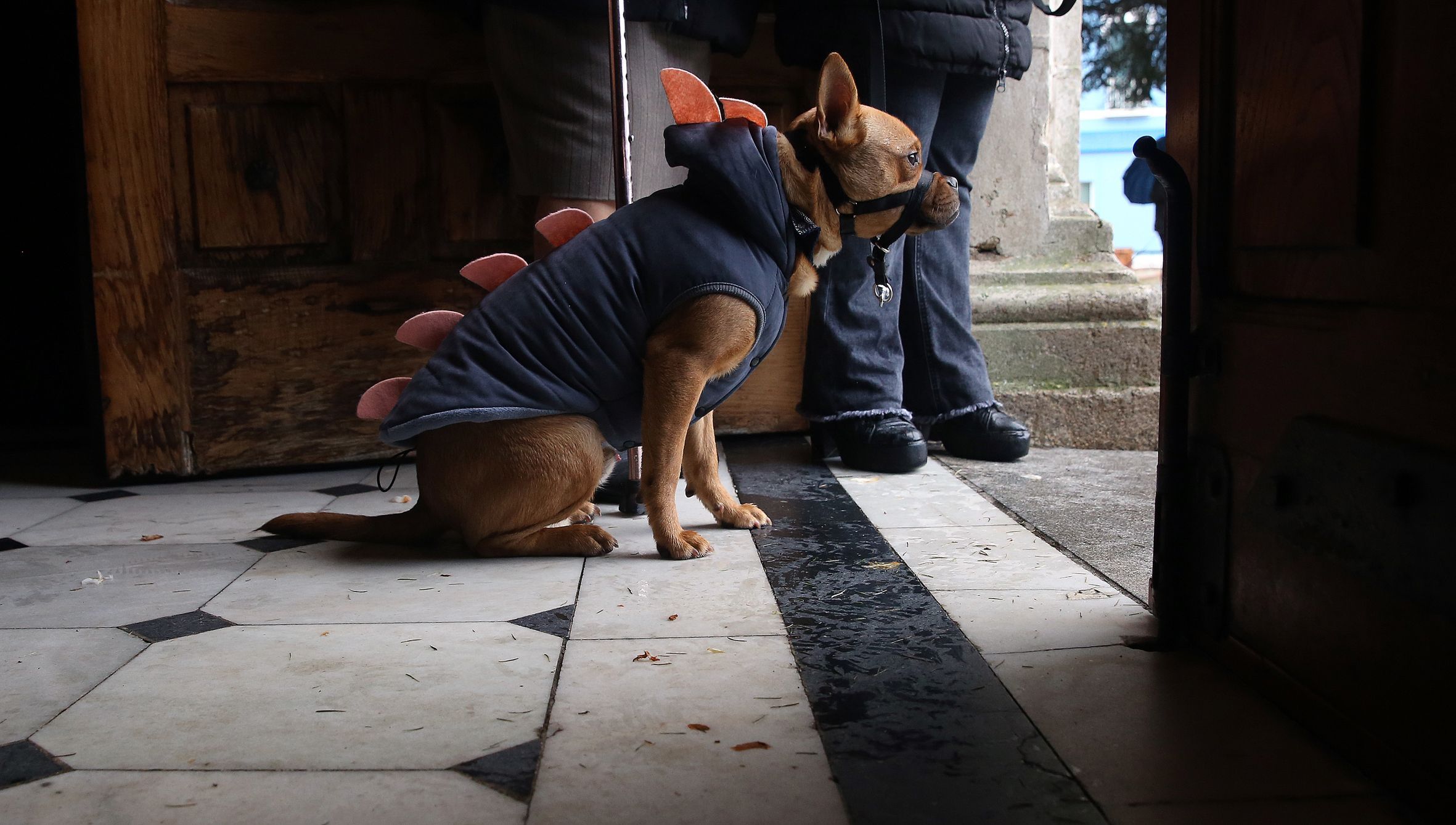 Un can agarda na entrada da igrexa de Santa Baia en Vilagarc�a a que de comezo a bendici�n de mascotas polo d�a de San Ant�n. 17/01/2023