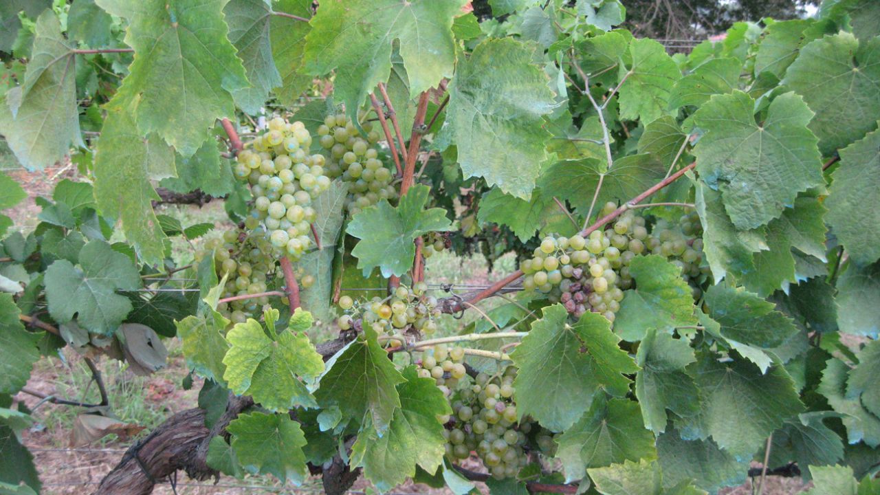 vides asturias uvas.Racimos de albar�n blanco