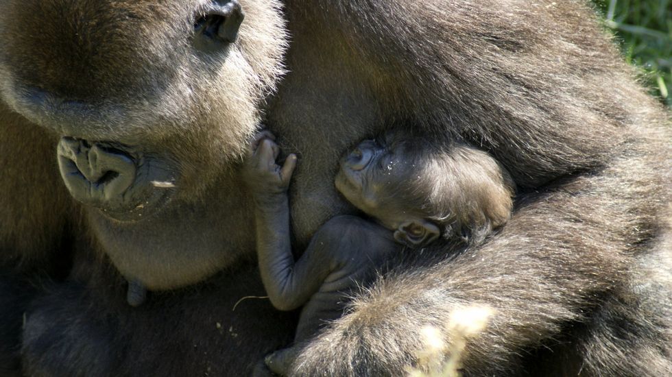 J�piter, el planeta m�s antiguo del Sistema Solar, en fotos.Una hembra de gorila con su cr�a, en el zoo de Madrid