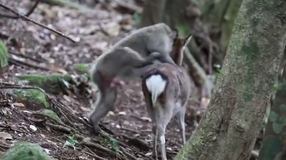 El extra�o v�deo de un mono intentando aparearse con un ciervo