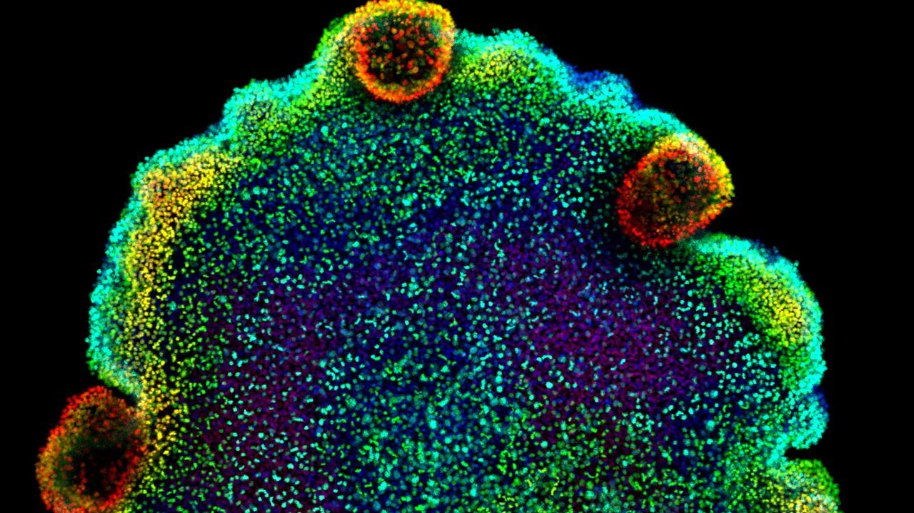 Imagen microsc�pica de placozoos, las criaturas marinas que podr�an ser las precursoras de las neuronas
