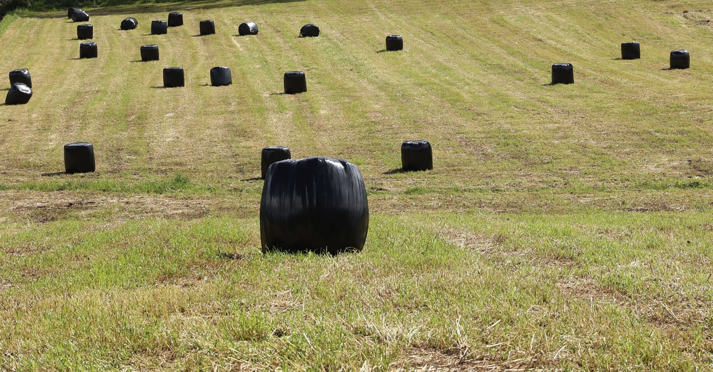 Balas de herba nun campo de Tordoia. 01/05/2025