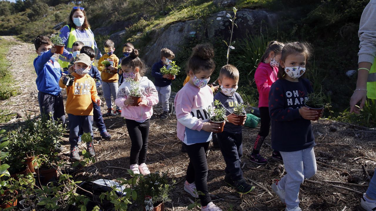 La comunidad de montes de Baroña continua con su bosque comestible