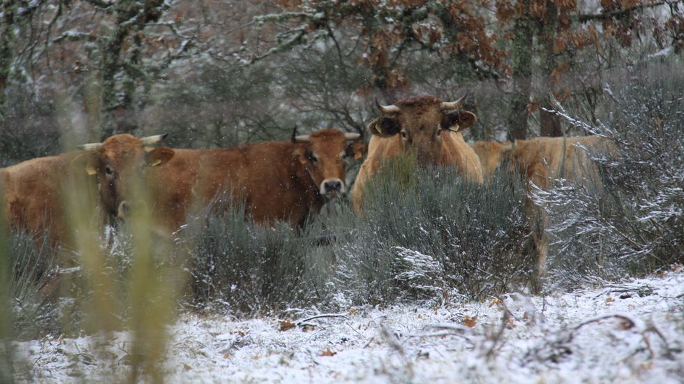 Nieve en A Pobra de Trives (Ourense)