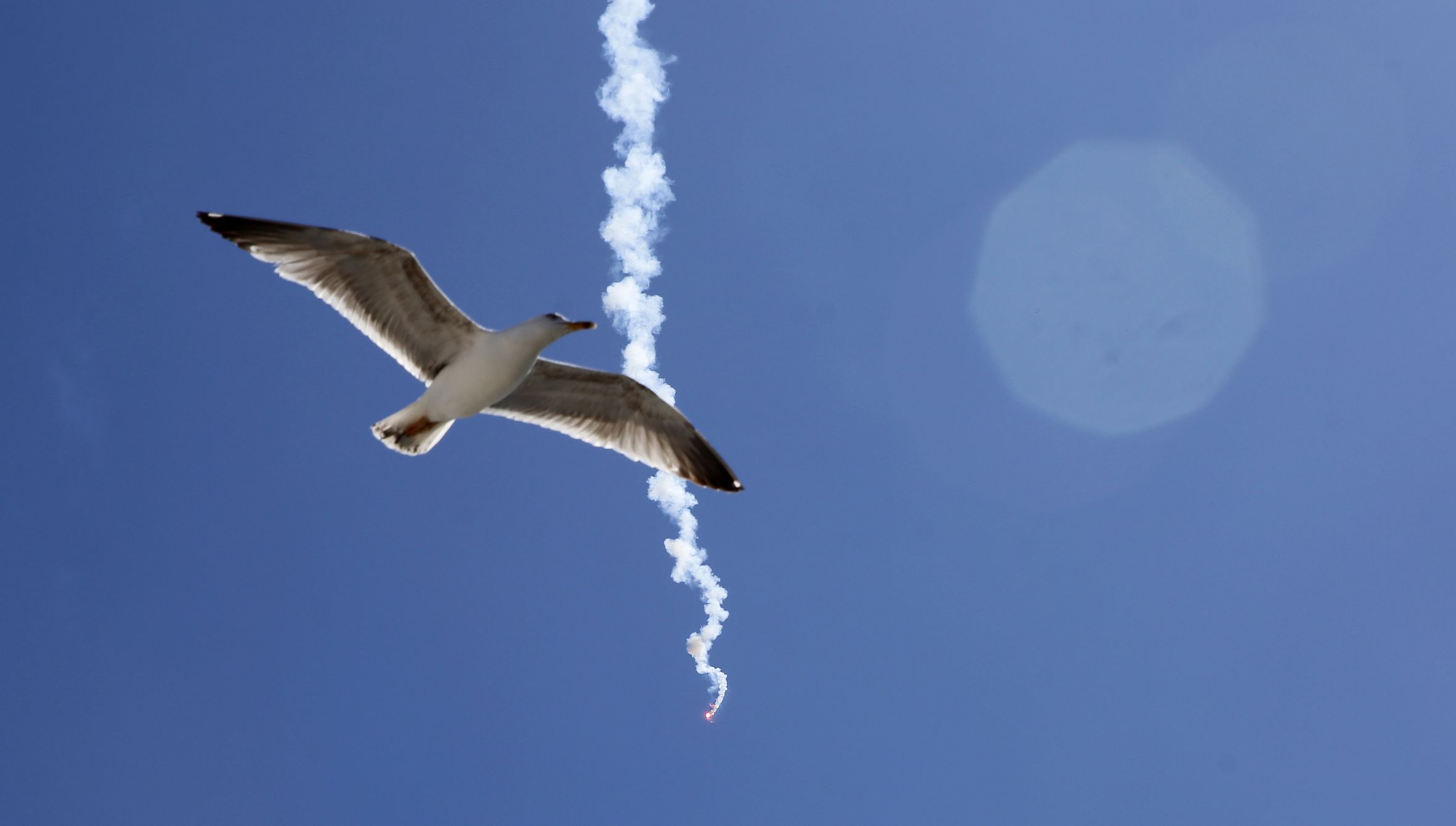 Unha gaivota pasa diante dunha bengala que tirou un mari�eiro durante as protestas nos peiraos galegos en contra da nova normativa europea de control. Cambados. 14/05/2021