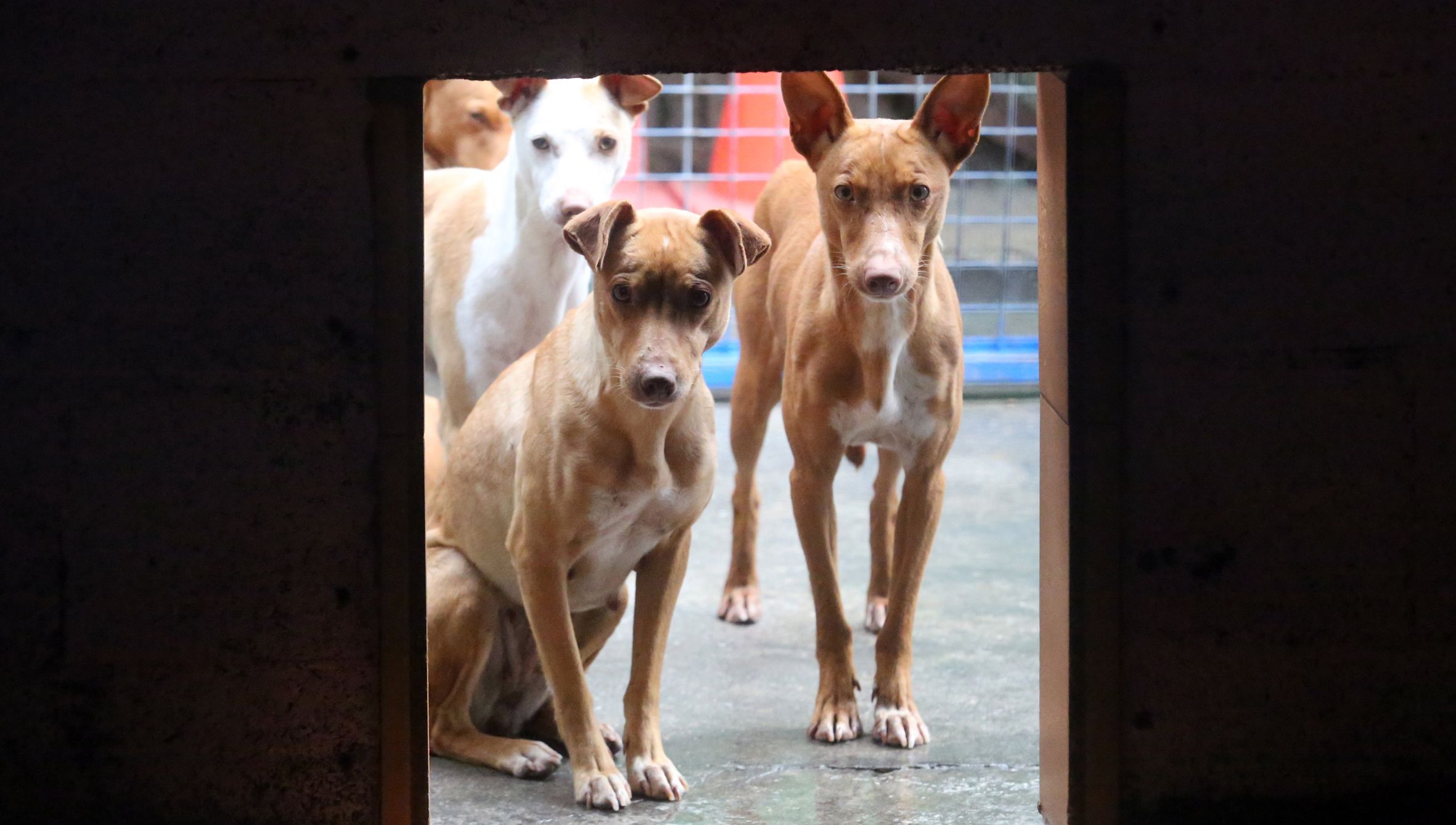 Cans rescatados na casa de un vecio con sndrome de No, descansan na protectora de animais de Cambados. 20/11/2024