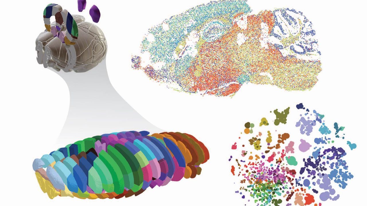 Hallan el agujero negro m�s antiguo jam�s observado.Representaci�n en 3D del mapa del cerebro del rat�n