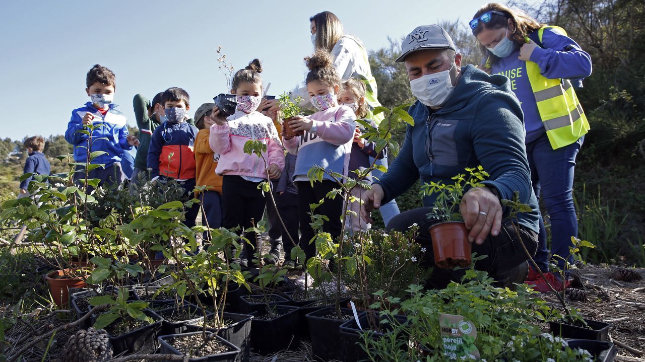 La comunidad de montes de Baroña continua con su bosque comestible