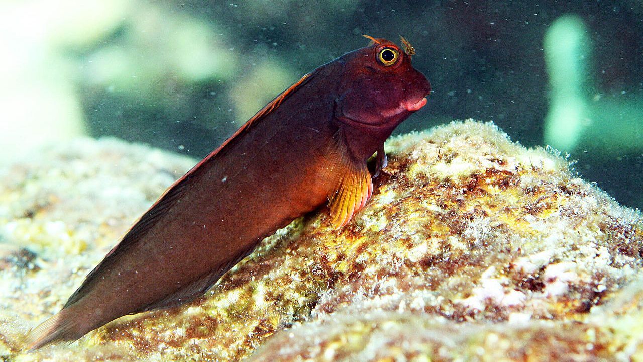 Blenio de labios rojos, un pez que vive en arrecifes de coral donde se ha identificado el par�sito en primera instancia.La Dra. Dulce Solar recibe el Premio SEN de manos del Dr. Jes�s Porta-Etessam, Presidente de la SEN