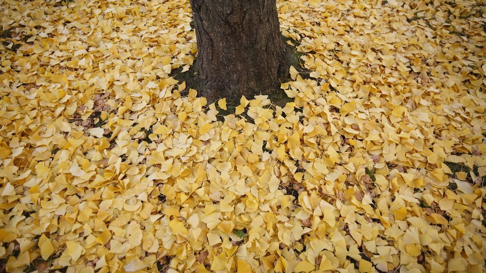 Otoño en Cuatro Caminos