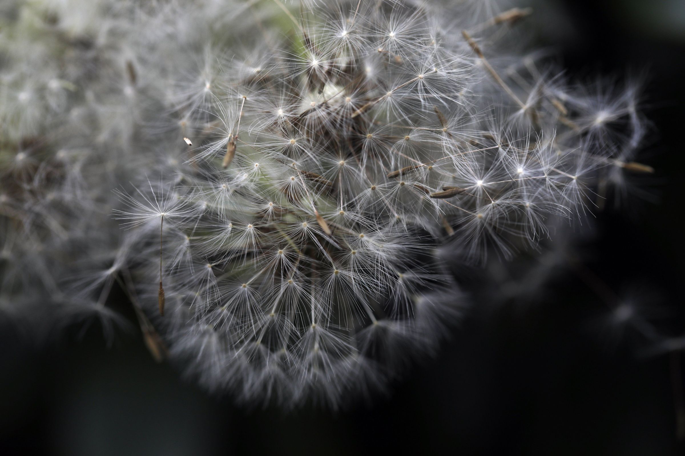 O universo nun dente de len. 10/07/2025